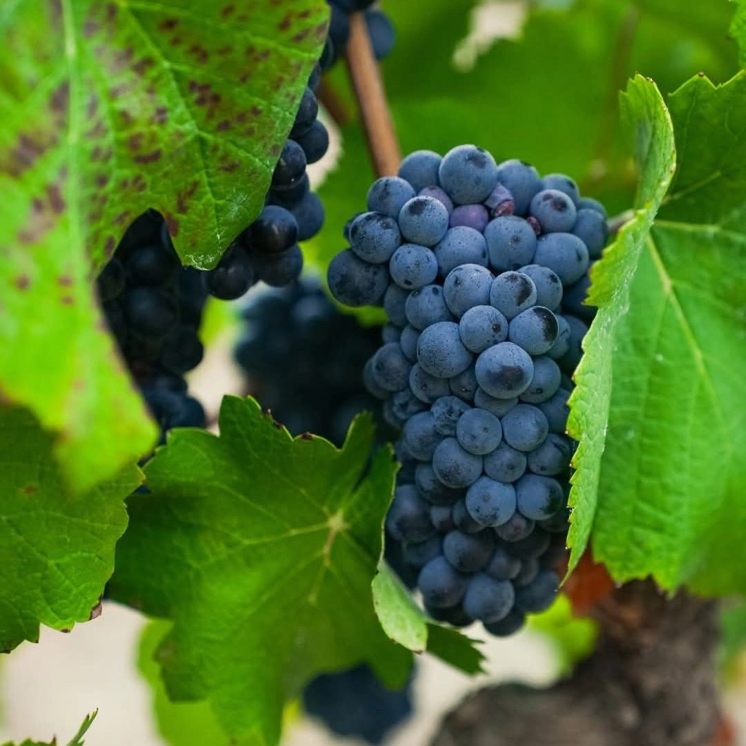 Vriesenhof Jan Boland Coetzee - Latitude Wine & Liquor Merchant