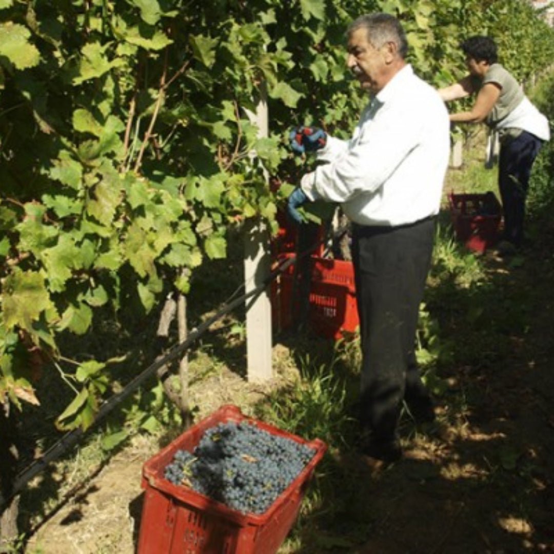 Vukoje Hercegovacki Vranac - Latitude Wine & Liquor Merchant