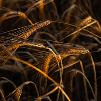 Waterford Sheestown Single Farm Irish Whisky - Latitude Wine & Liquor Merchant