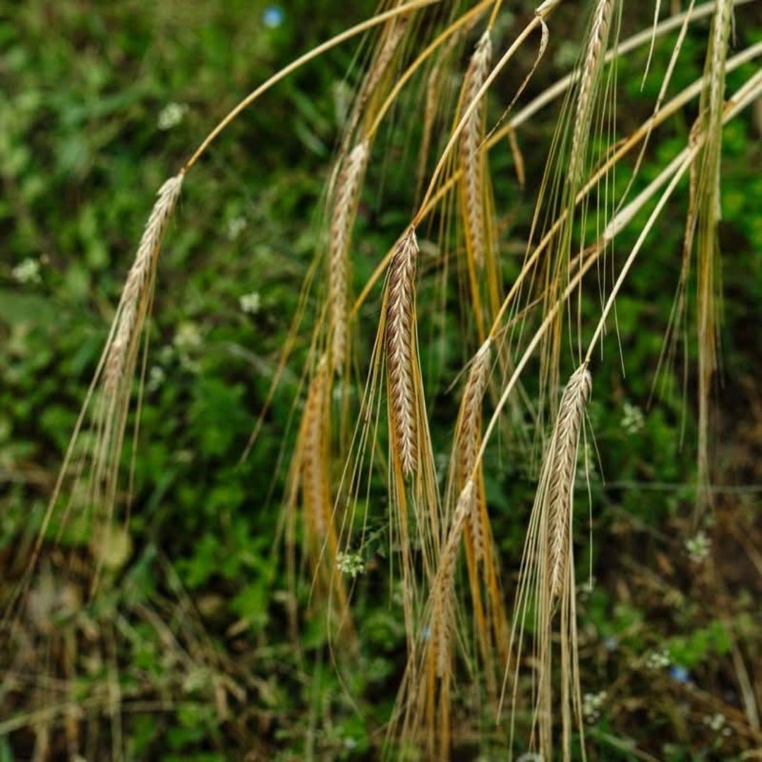 Waterford Sheestown Single Farm Irish Whisky - Latitude Wine & Liquor Merchant