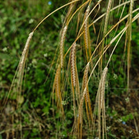 Waterford Sheestown Single Farm Irish Whisky - Latitude Wine & Liquor Merchant