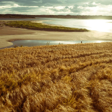 Waterford Sheestown Single Farm Irish Whisky - Latitude Wine & Liquor Merchant