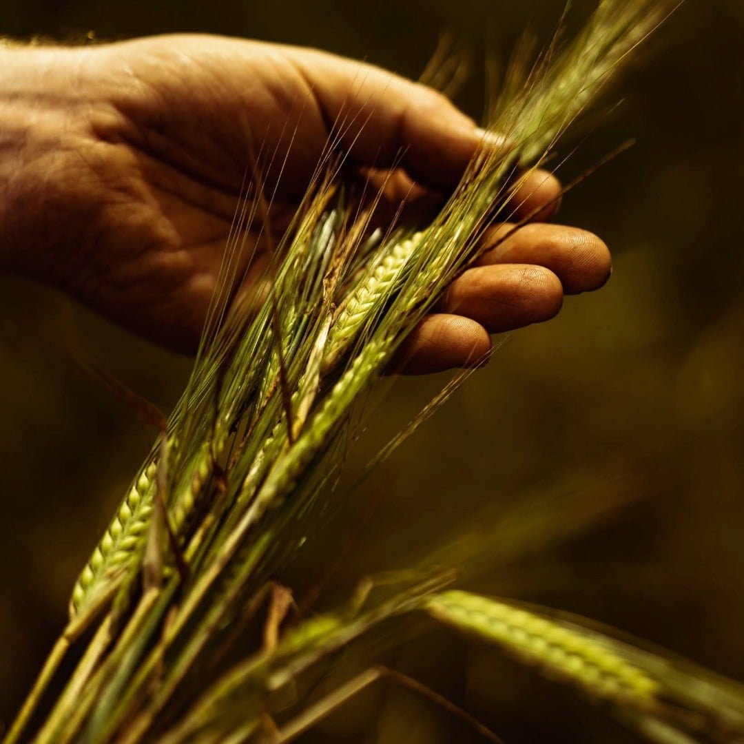 Waterford Sheestown Single Farm Irish Whisky - Latitude Wine & Liquor Merchant