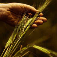 Waterford Sheestown Single Farm Irish Whisky - Latitude Wine & Liquor Merchant