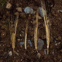 Waterford Sheestown Single Farm Irish Whisky - Latitude Wine & Liquor Merchant