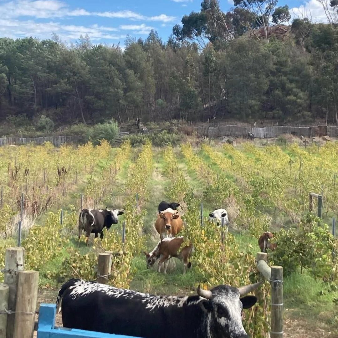 Waterkloof Syrah - Latitude Wine & Liquor Merchant
