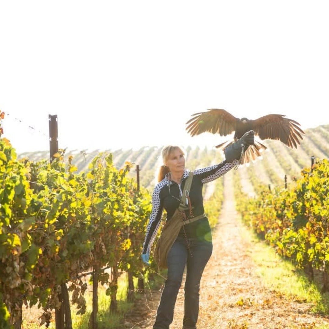 Wente Baily Hill Central Coast Pinot Noir - Latitude Wine & Liquor Merchant