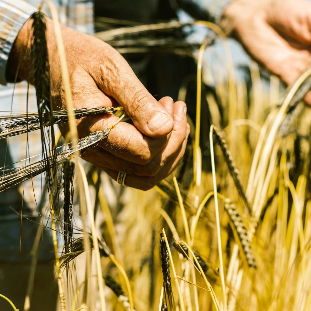 Westland Flagship American Single Malt - Latitude Wine & Liquor Merchant