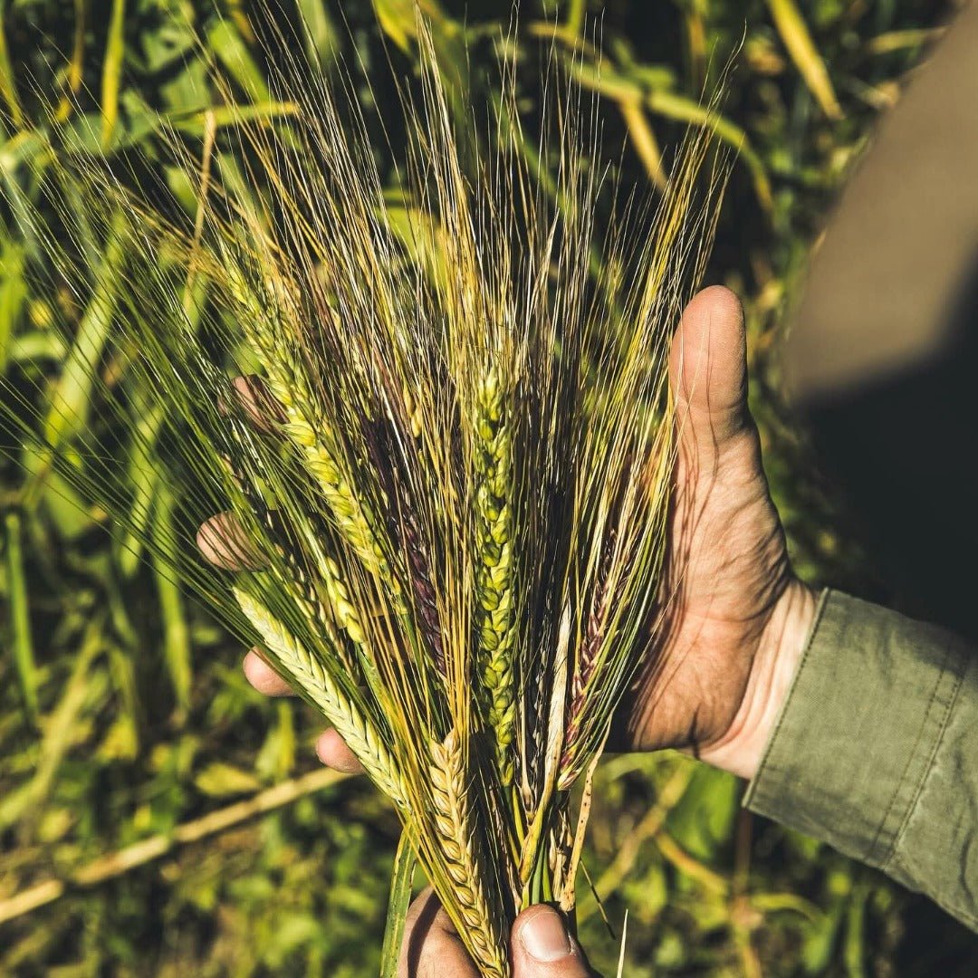 Westland Flagship American Single Malt - Latitude Wine & Liquor Merchant