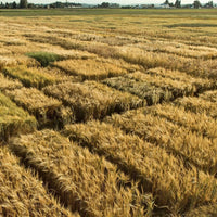 Westland Flagship American Single Malt - Latitude Wine & Liquor Merchant