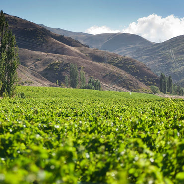 Wild Earth Pinot Noir - Latitude Wine & Liquor Merchant