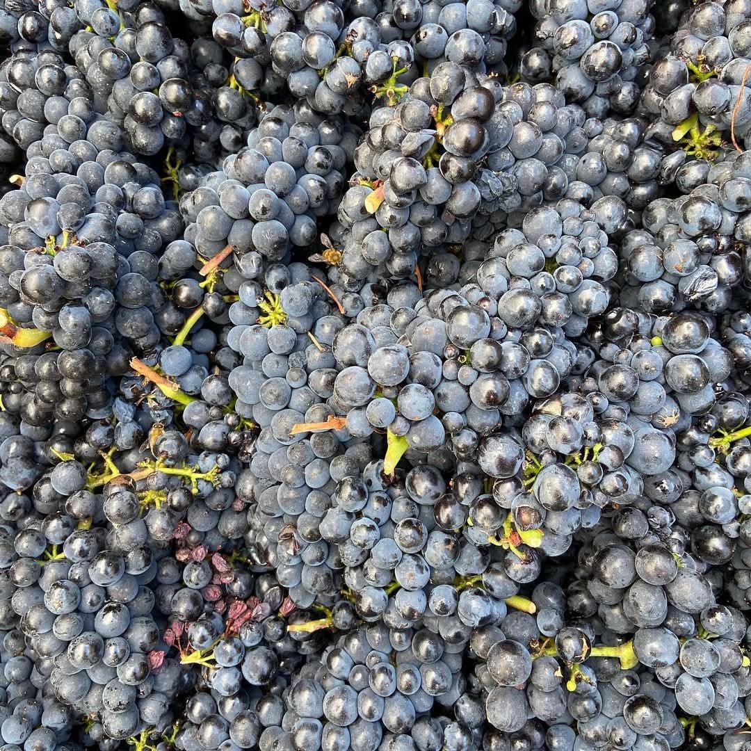 Wild Earth Pinot Noir - Latitude Wine & Liquor Merchant