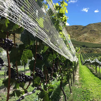 Wild Earth Pinot Noir - Latitude Wine & Liquor Merchant