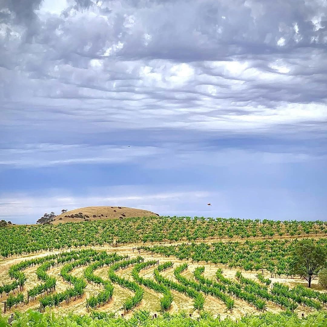 Wild & Wilder The Opportunist Shiraz - Latitude Wine & Liquor Merchant