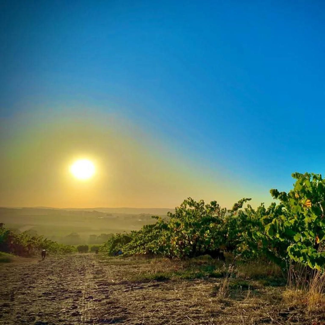 Wild & Wilder The Opportunist Shiraz - Latitude Wine & Liquor Merchant