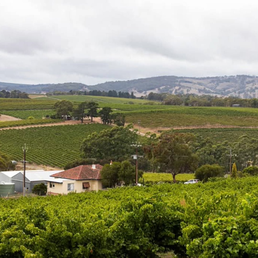 Wild & Wilder The Opportunist Shiraz - Latitude Wine & Liquor Merchant