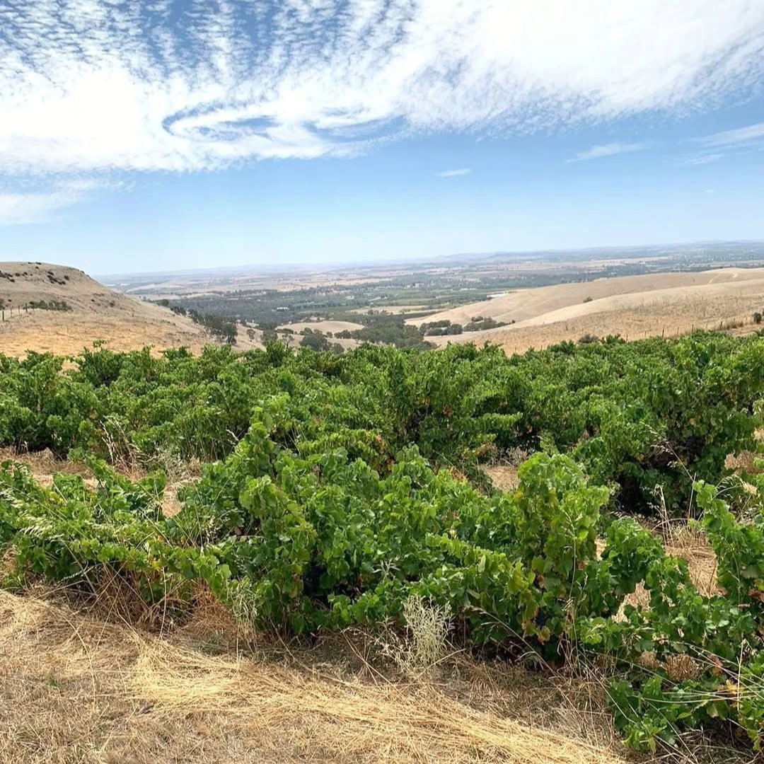 Wild & Wilder The Opportunist Shiraz - Latitude Wine & Liquor Merchant