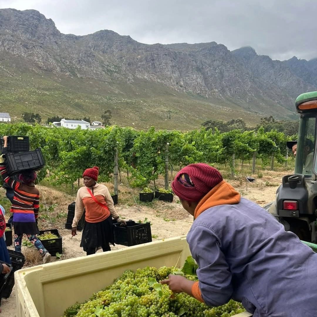 Wildeberg Franschhoek Syrah/Cabernet Franc - Latitude Wine & Liquor Merchant