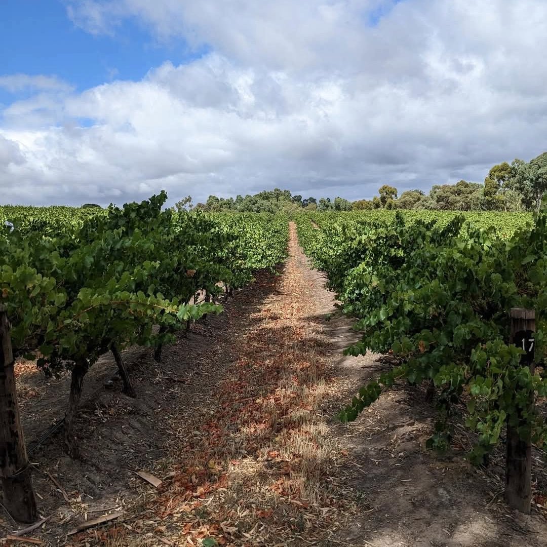 Yalumba Barossa GSM - Latitude Wine & Liquor Merchant