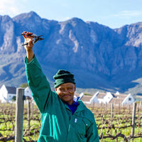 Zorgvliet Cabernet Franc - Latitude Wine & Liquor Merchant